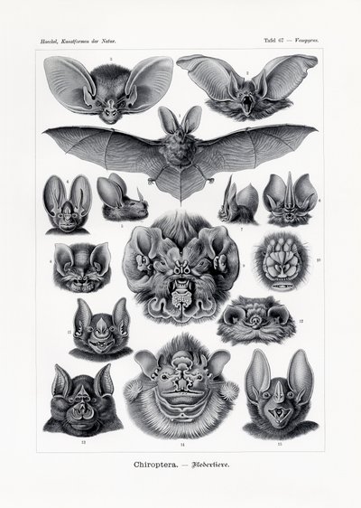 Chiroptera by German School